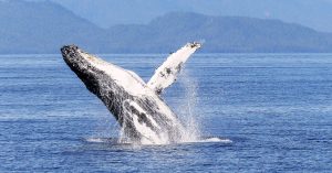 whale watching in Hermanus