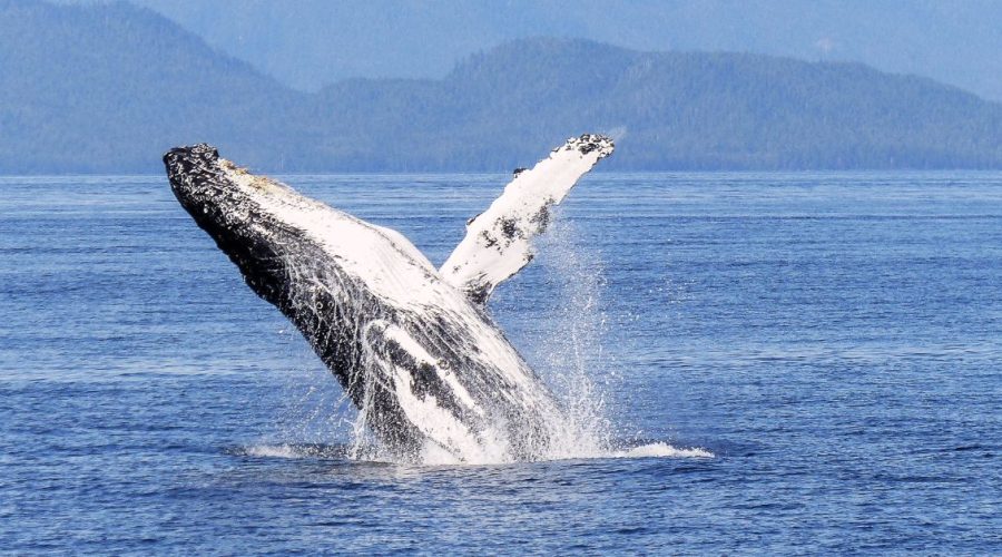 Top spots for whale watching in Hermanus
