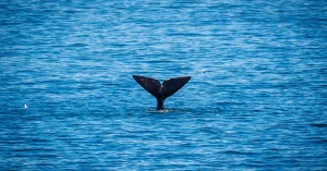 The top 3 things to do in Hermanus new harbour